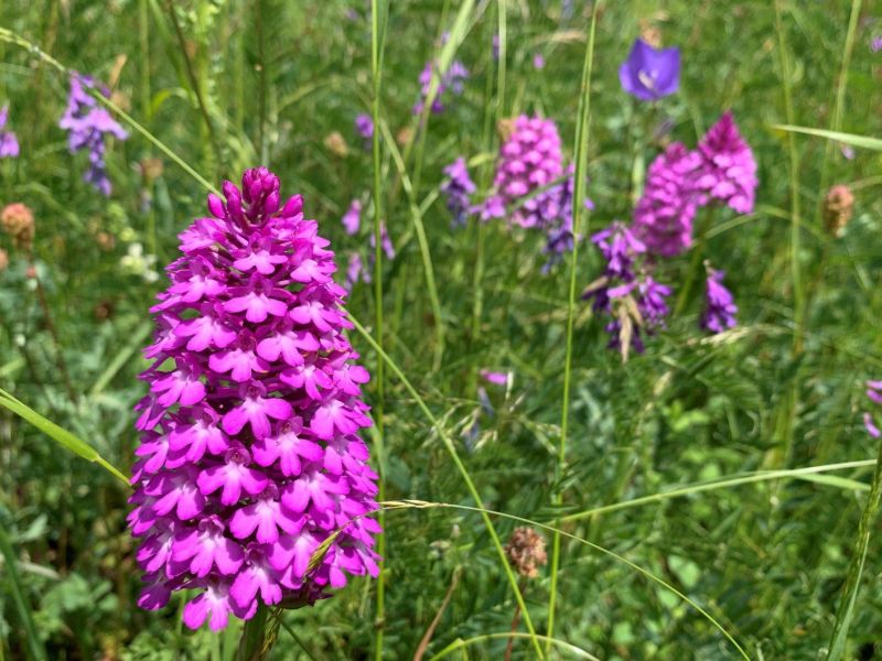 Orchideenwiese (© Oeko-Bureau)